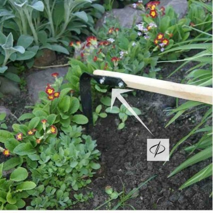 Fokino plokščiapjovė maža + kotas