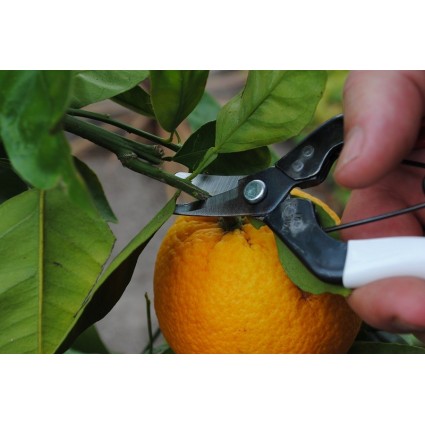 Derliaus-žirklės-Okatsune-301-sodo-įrankiai