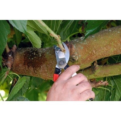 Sekatorius-sodo-žirklės-Okatsune-101