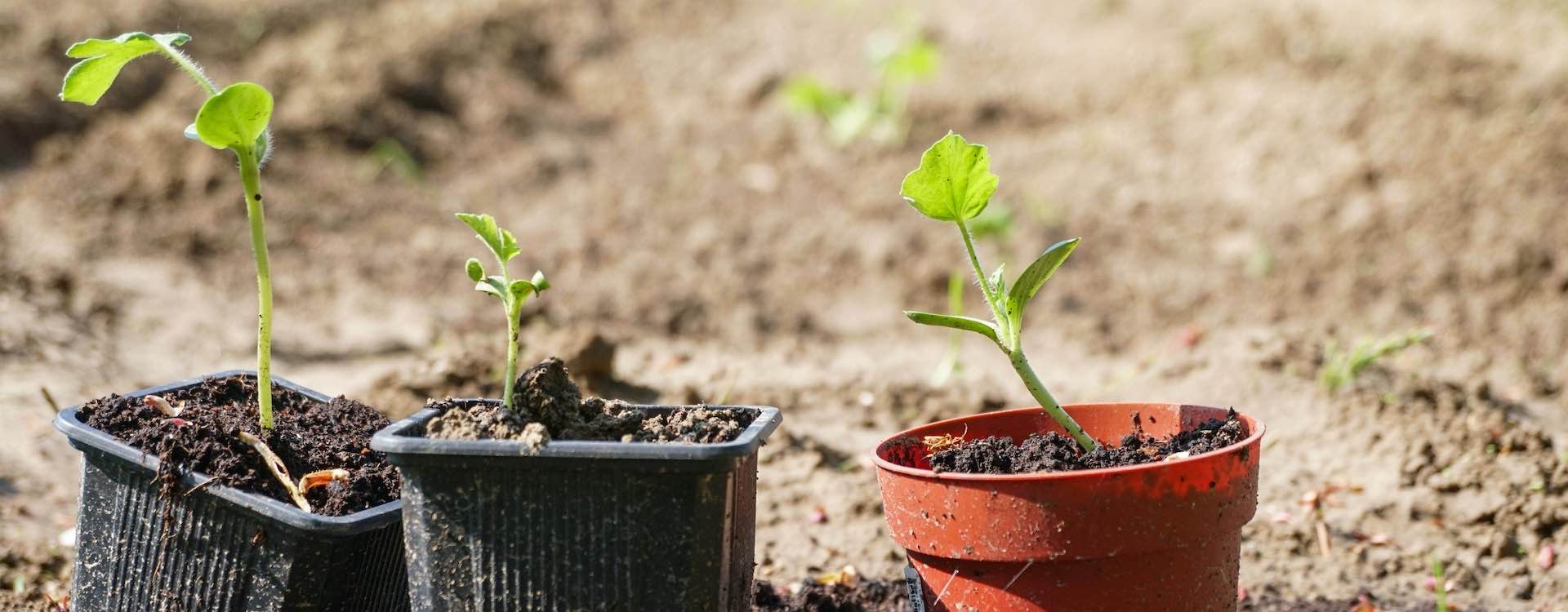 Daržovių, uogų ar vaisių auginimas