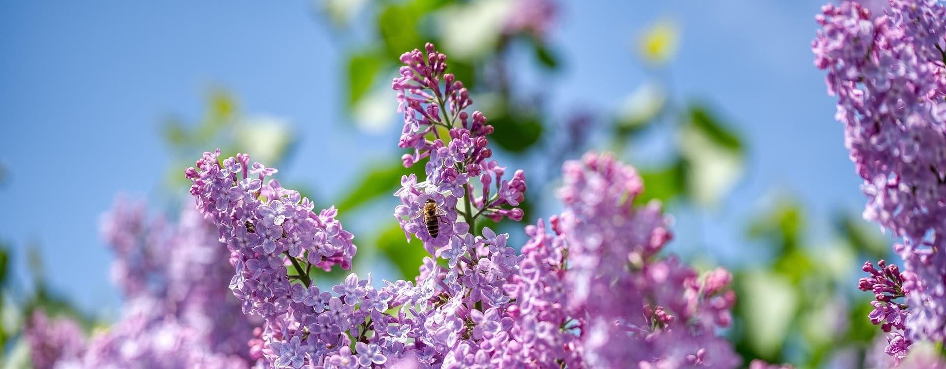 Dekoratyvinių augalų, gėlių, spygliuočių sodinimas ir priežiūra