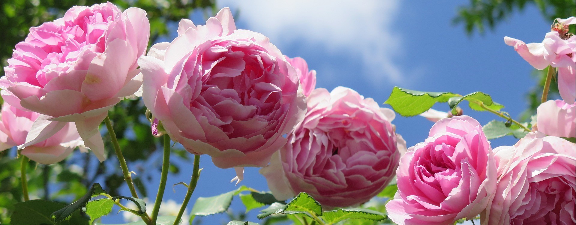 Rožių sodinimas, priežiūra