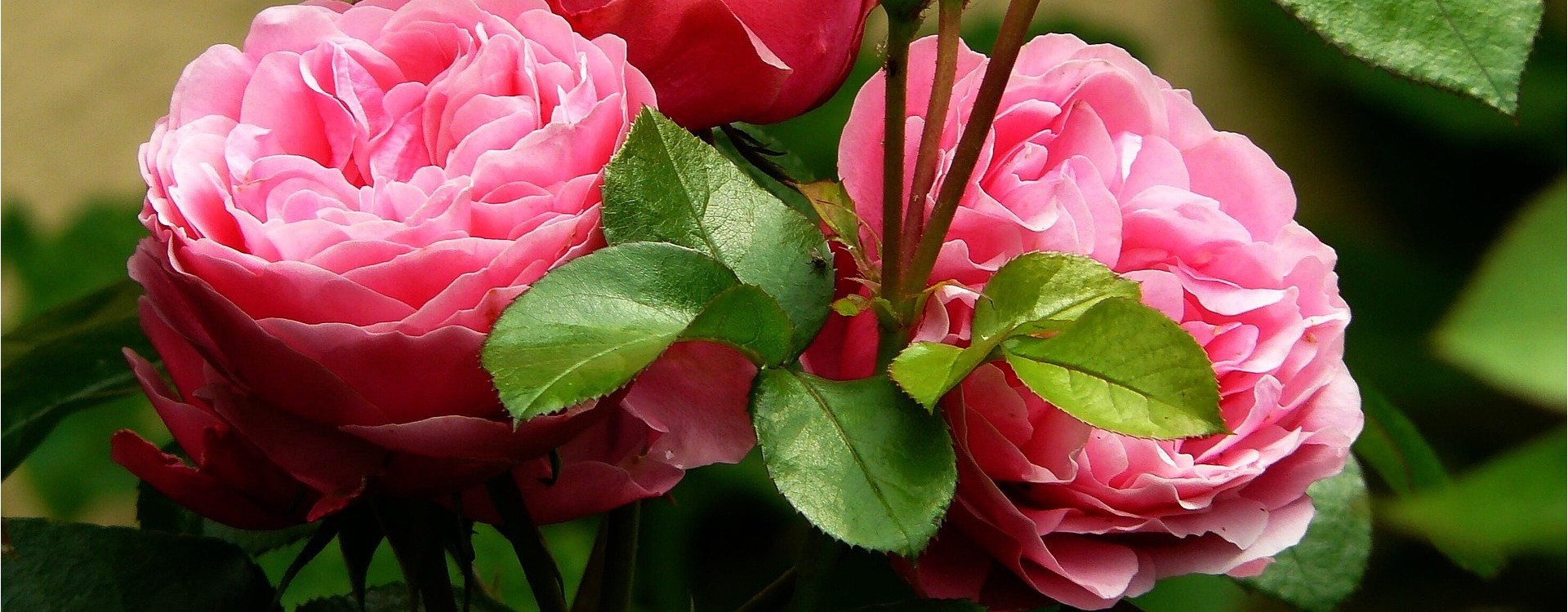 "Deivido Ostino Šedevrai: Rožių Karalystės Atgimimas"