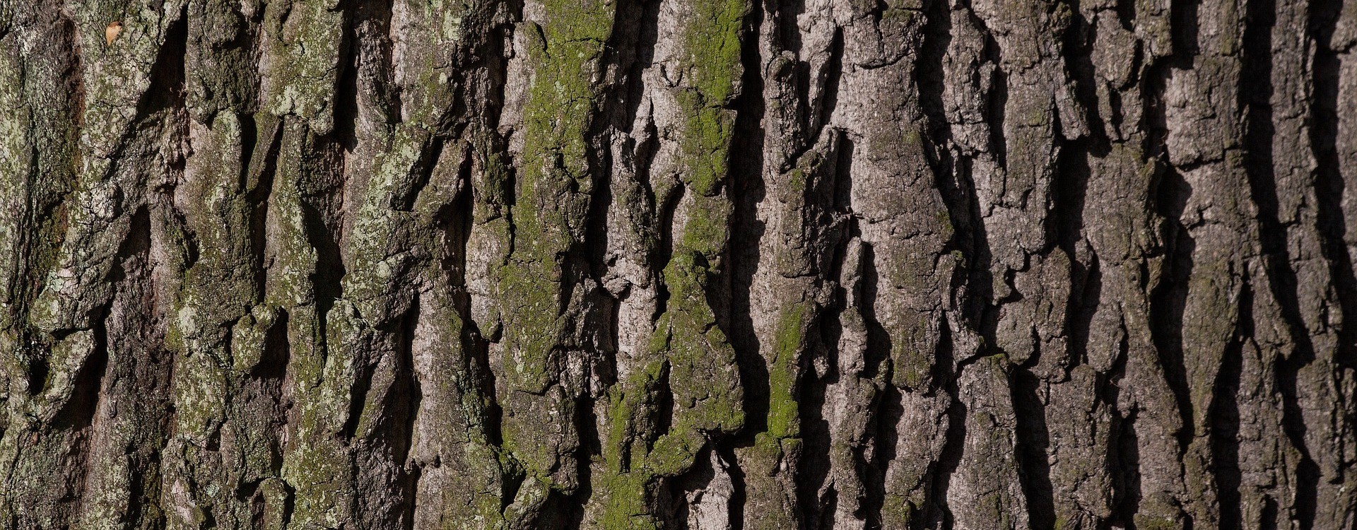 Ąžuolo žievė ir jos nauda