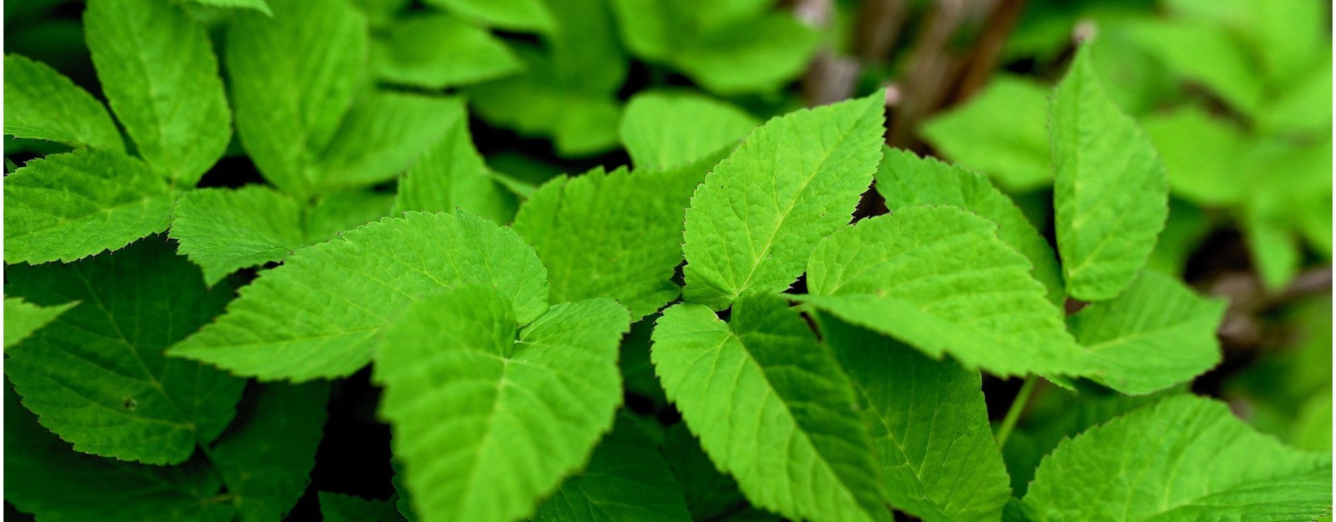 Garšvos nauda ir panaudojimas