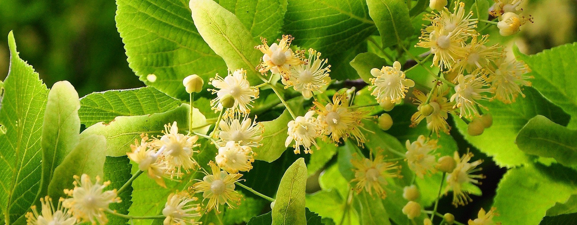 Liepžiedžiai: nauda ir panaudojimas