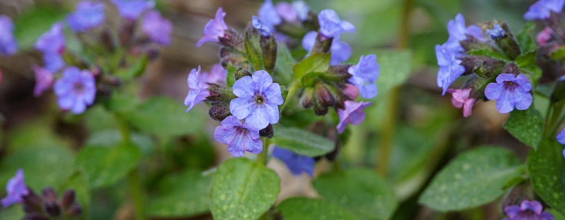 Plautė - augalas gyduolis: nauda ir panaudojimas