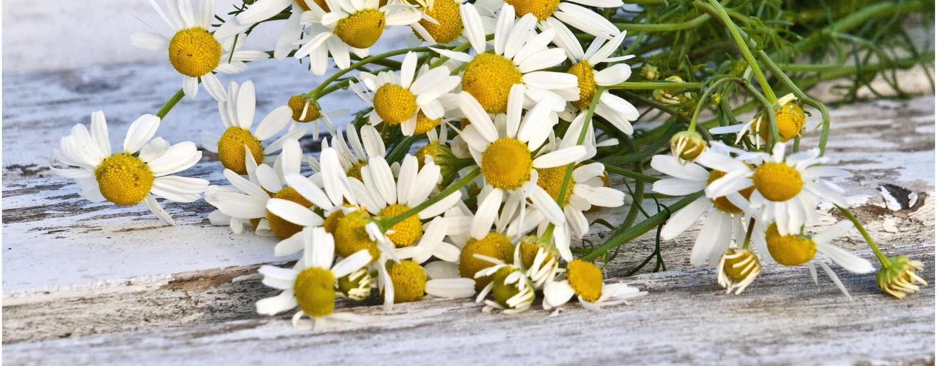 Ramunėlė: nauda ir panaudojimas