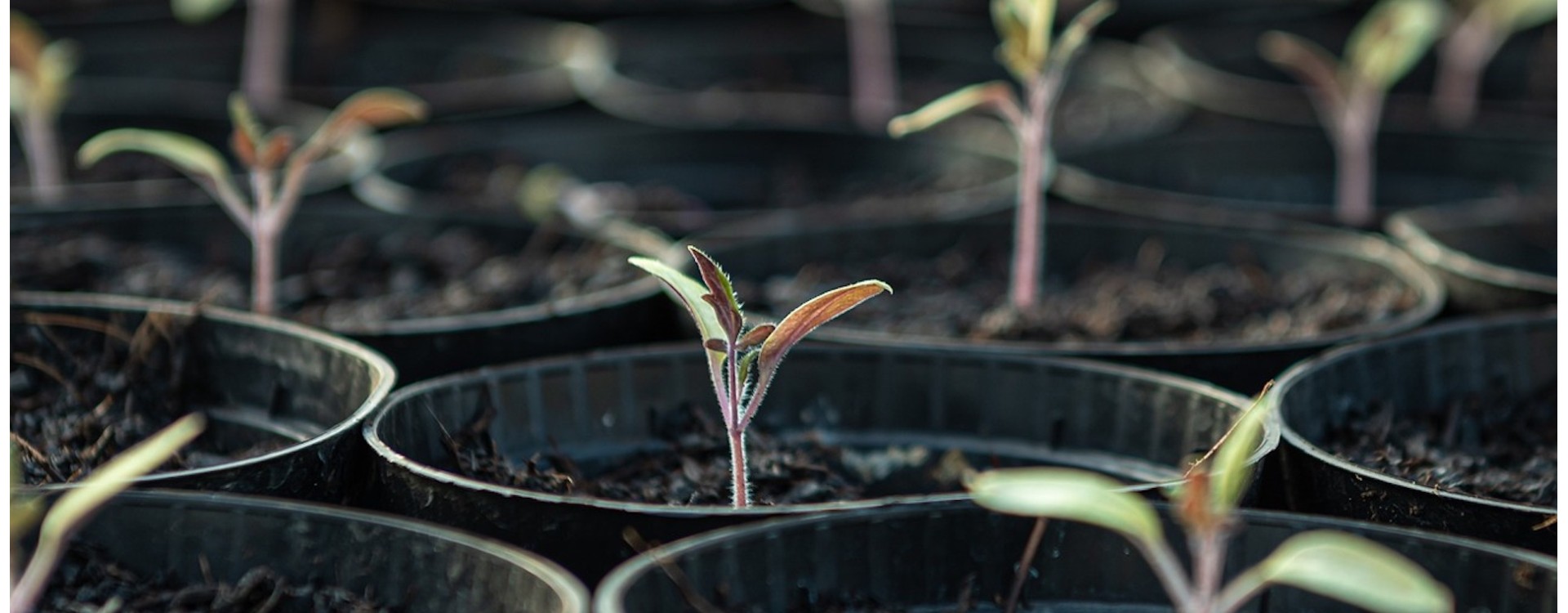Sėjos laiko pasirinkimas