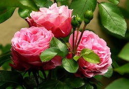 "Deivido Ostino Šedevrai: Rožių Karalystės Atgimimas"