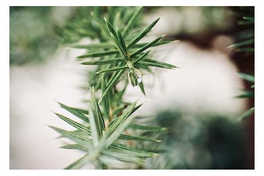 Augalų priežiūra vėlyvą rudenį ir žiemą