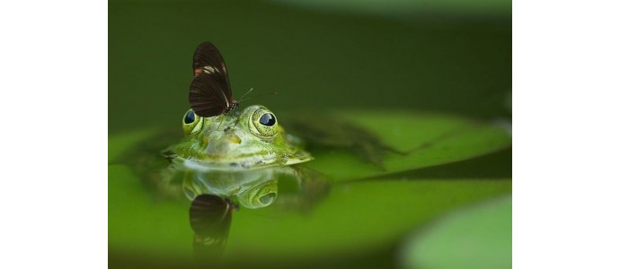 Tvenkinių valymas ir priežiūra
