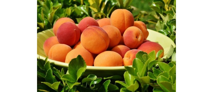 Vaisinių juostelių kriaušinis pagrindas