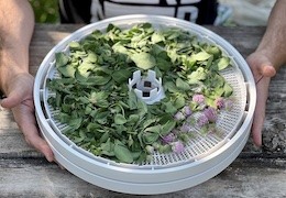 Raudonieji dobilai: ir trąša vejai, ir nauda organizmui, ir pagardas patiekalams