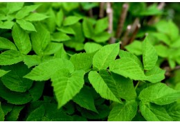 Garšvos nauda ir panaudojimas