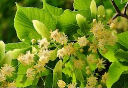 Liepžiedžiai: nauda ir panaudojimas