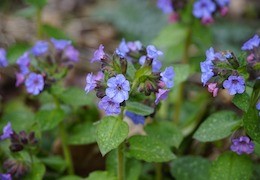 Plautė - augalas gyduolis: nauda ir panaudojimas