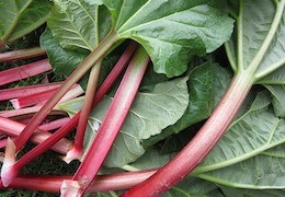 Rabarbaras: nauda ir panaudojimas