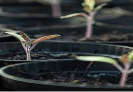 Sėjos laiko pasirinkimas